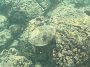 Sea Turtle Off Oahu, Hawaii
